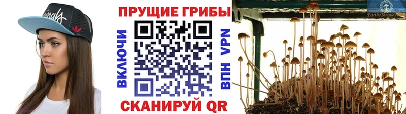 Купить закладки  Нерехта  Галлюциногенные грибы MAGIC MUSHROOMS 